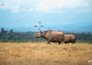 professionally edit your wildlife and nature photos